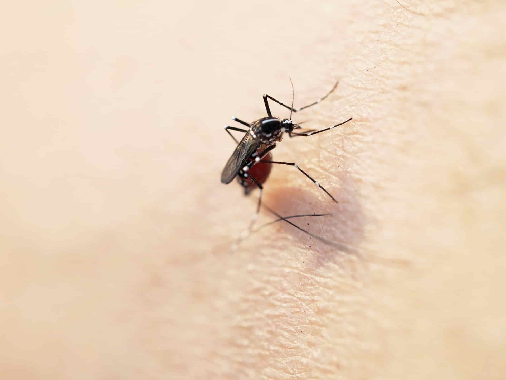 海外で注意したい、蚊が運んでくるデング熱の予防方法について